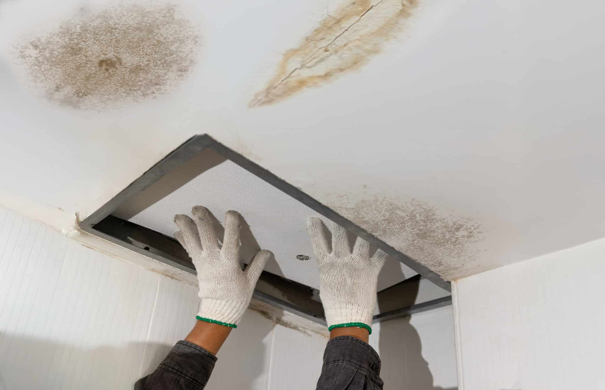 Fix leaking pipe in ceiling ,close-up of a stain on the ceiling, Mold from Plumbing Leaks.