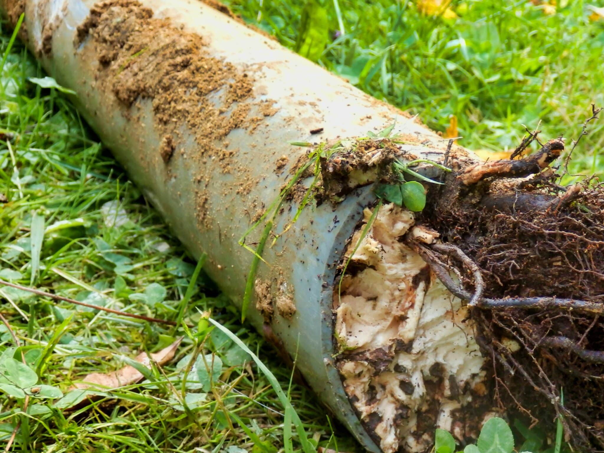 Tree roots, Sewer Backup Issues.